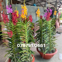 THUẬN BUỒM MOKARA NHIỀU MÀU