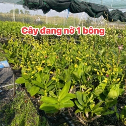 DENRO VÀNG ĐANG NỤ 