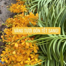 MOKARA VÀNG TƯƠI