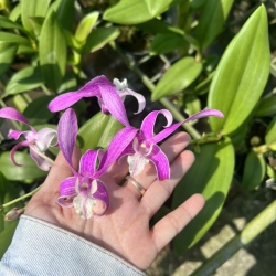 TAI THỎ TÍM TRẮNG