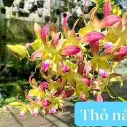 THỎ NÂU 