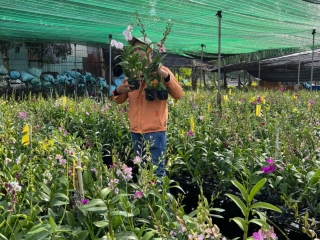 Bán lan trên LIve tream FB, tiktok có thật sự thay thế hoàn toàn thói quen đến tận shop mua của người chơi lăn không 