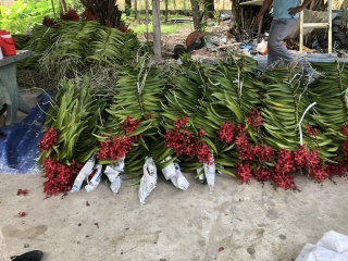 Thị trường hoa lan 2025 khôi phục ra sau 