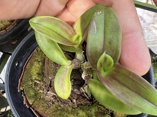 Có bao nhiêu loại lan, màu lan denro trên thị trường Việt Nam