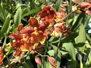 Tràn lưu denro chóp đã thay thế cho lan đột biến có thật hay không?