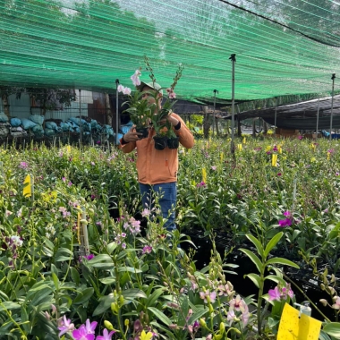 Bán lan trên LIve tream FB, tiktok có thật sự thay thế hoàn toàn thói quen đến tận shop mua của người chơi lăn không 