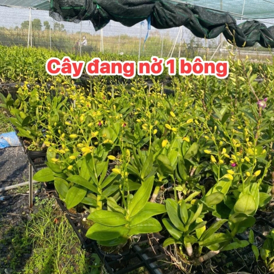 DENRO VÀNG ĐANG NỤ 